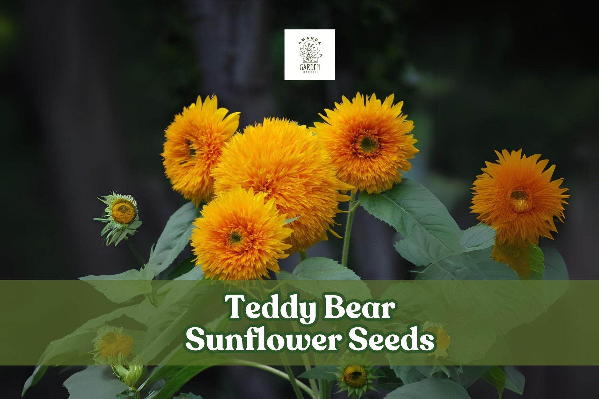 20 Teddy Bear Sunflower Seeds, Dwarf Golden Blooms, Helianthus annuus 'Teddy Bear', Easy Grow for Small Gardens and Pots