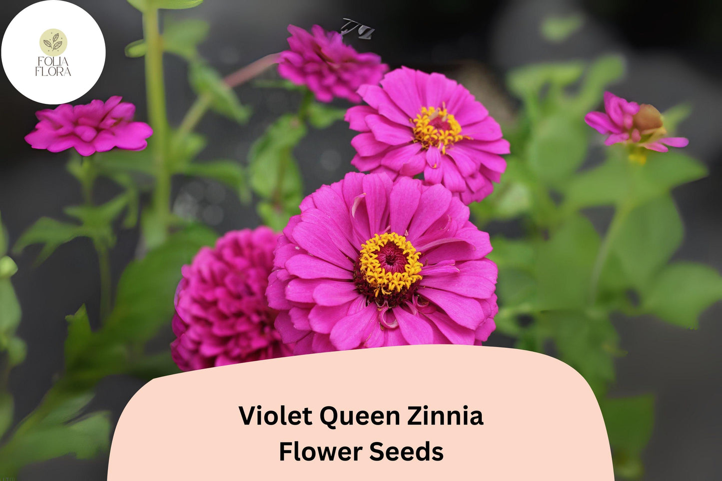 Violet Queen Zinnia Seeds - 100+ Tall Purple Blooms, Cut Flowers, Zinnia elegans for Garden & Bouquets