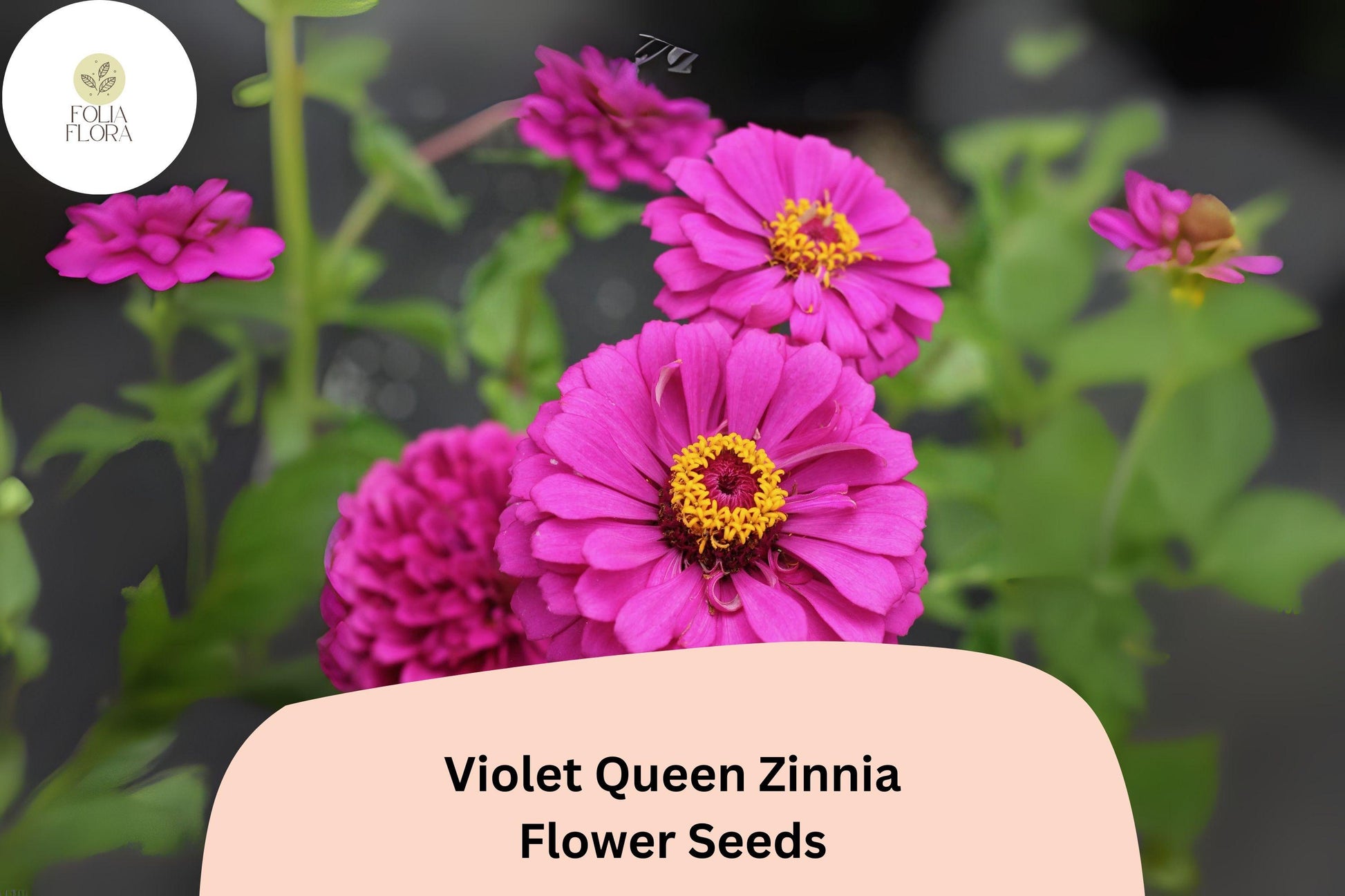 Violet Queen Zinnia Seeds - 100+ Tall Purple Blooms, Cut Flowers, Zinnia elegans for Garden & Bouquets