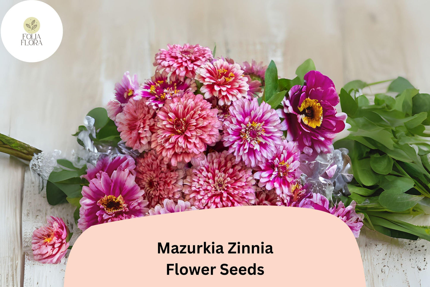 Mazurkia Zinnia Seeds - 100+ Bicolor Pink & White Blooms - Zinnia elegans ‘Mazurkia’ - Pollinator Friendly, Easy to Grow