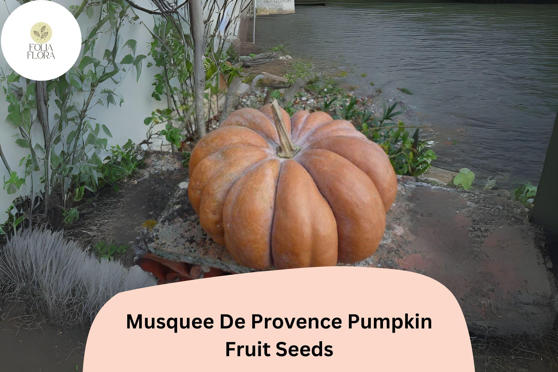 Musquée de Provence Pumpkin Seeds - 25+ French Heirloom Cucurbita moschata - Sweet Orange Flesh, Ribbed Brown Skin, Long-Storage