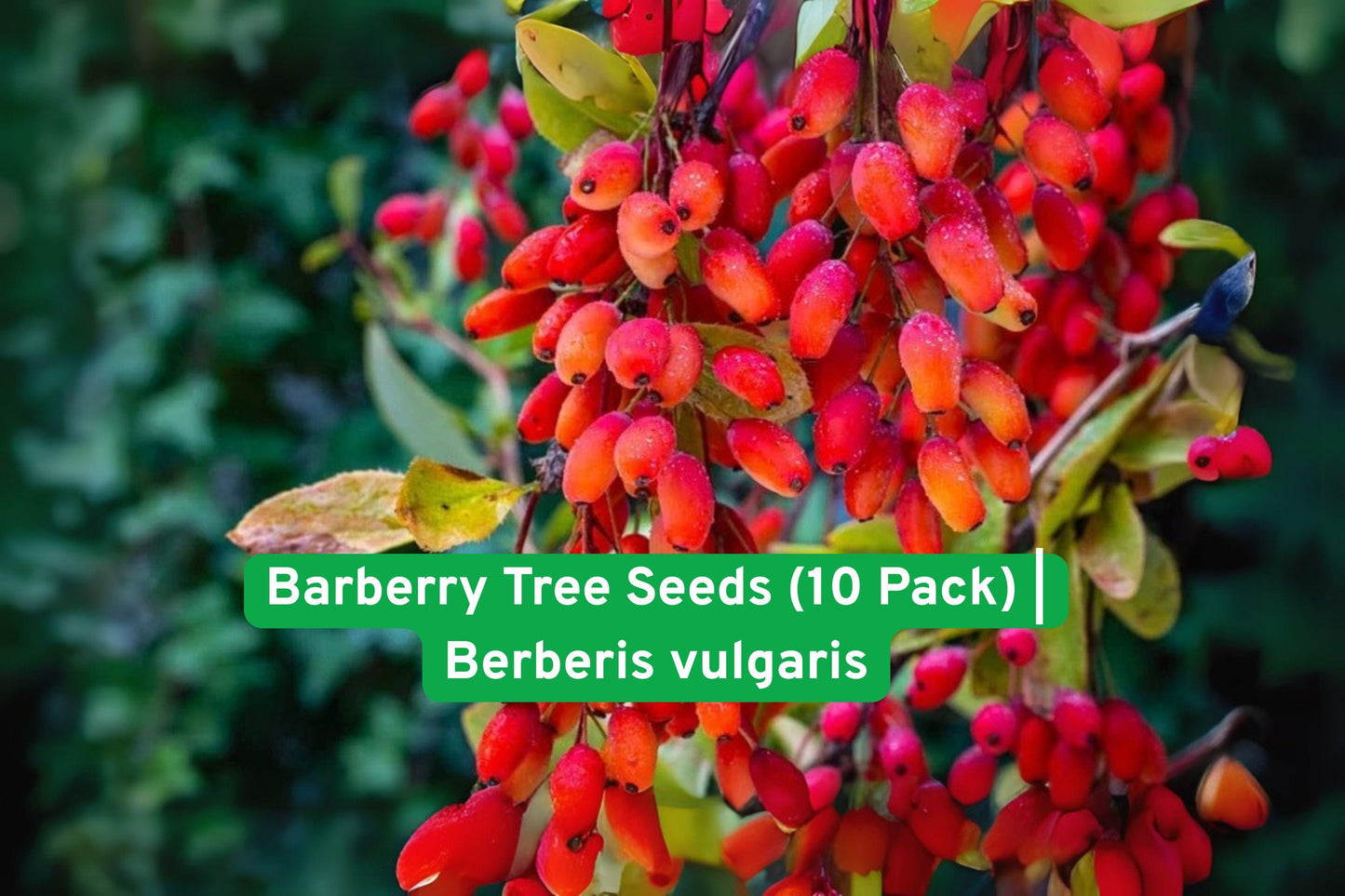 Barberry Tree Seeds - 10 Fresh Seeds - Edible Red Berries - Berberis vulgaris - Hardy Ornamental Shrub for Wildlife Gardens