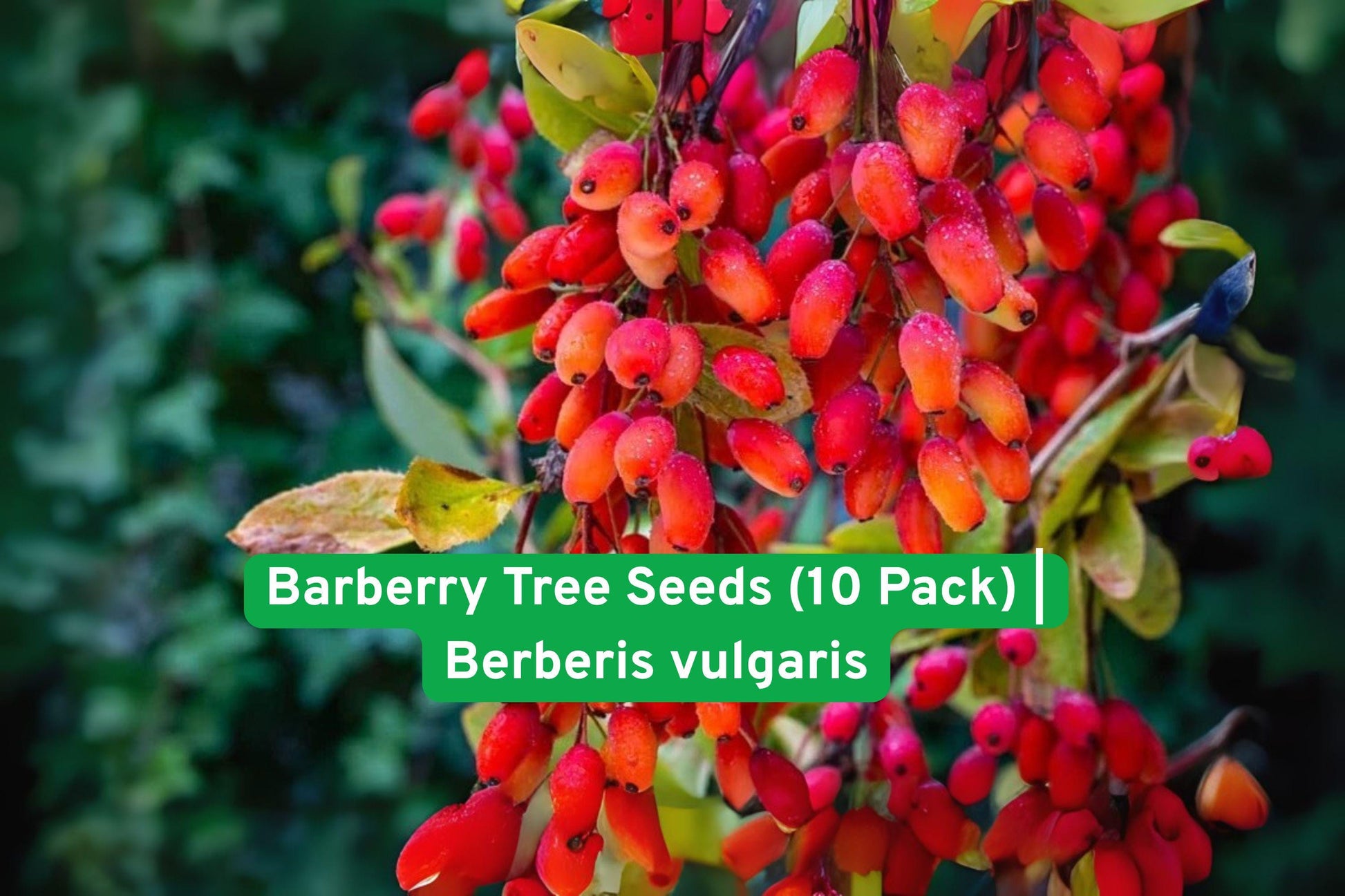 Barberry Tree Seeds - 10 Fresh Seeds - Edible Red Berries - Berberis vulgaris - Hardy Ornamental Shrub for Wildlife Gardens