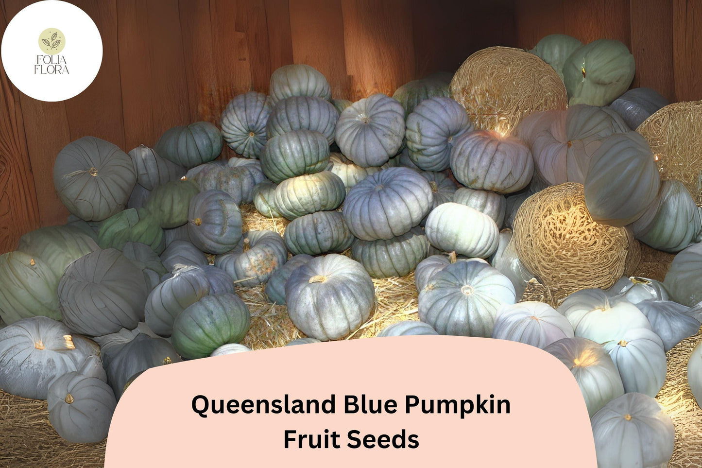 Queensland Blue Pumpkin Seeds - 25+ Heirloom Seeds for Cooking, Storage | Cucurbita maxima, Blue-Green Rind, Sweet Orange Flesh