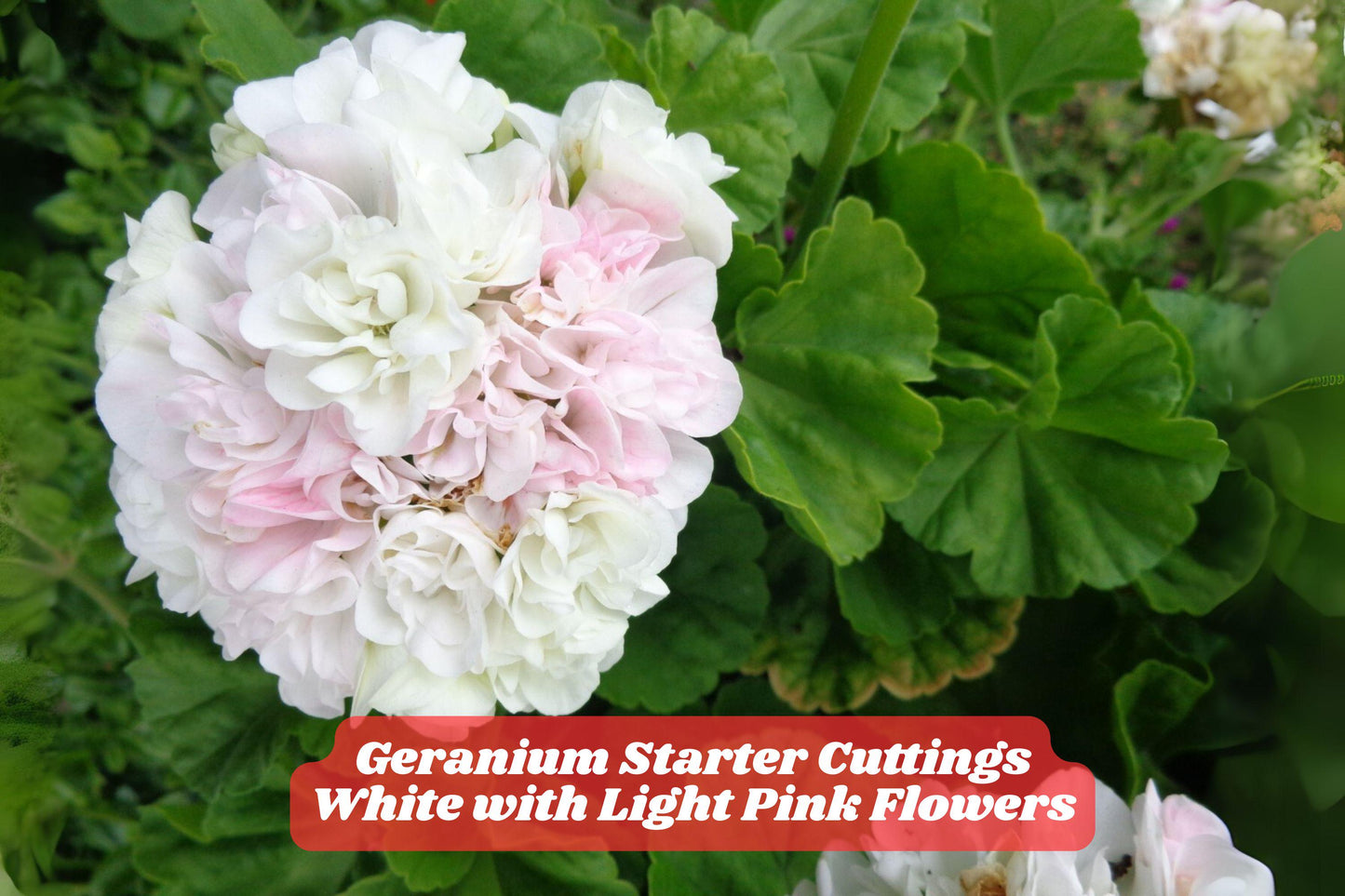 3 Unrooted Geranium Cuttings - Fragrant White & Light Pink Pelargonium - Easy Grow, Ideal for Containers & Borders