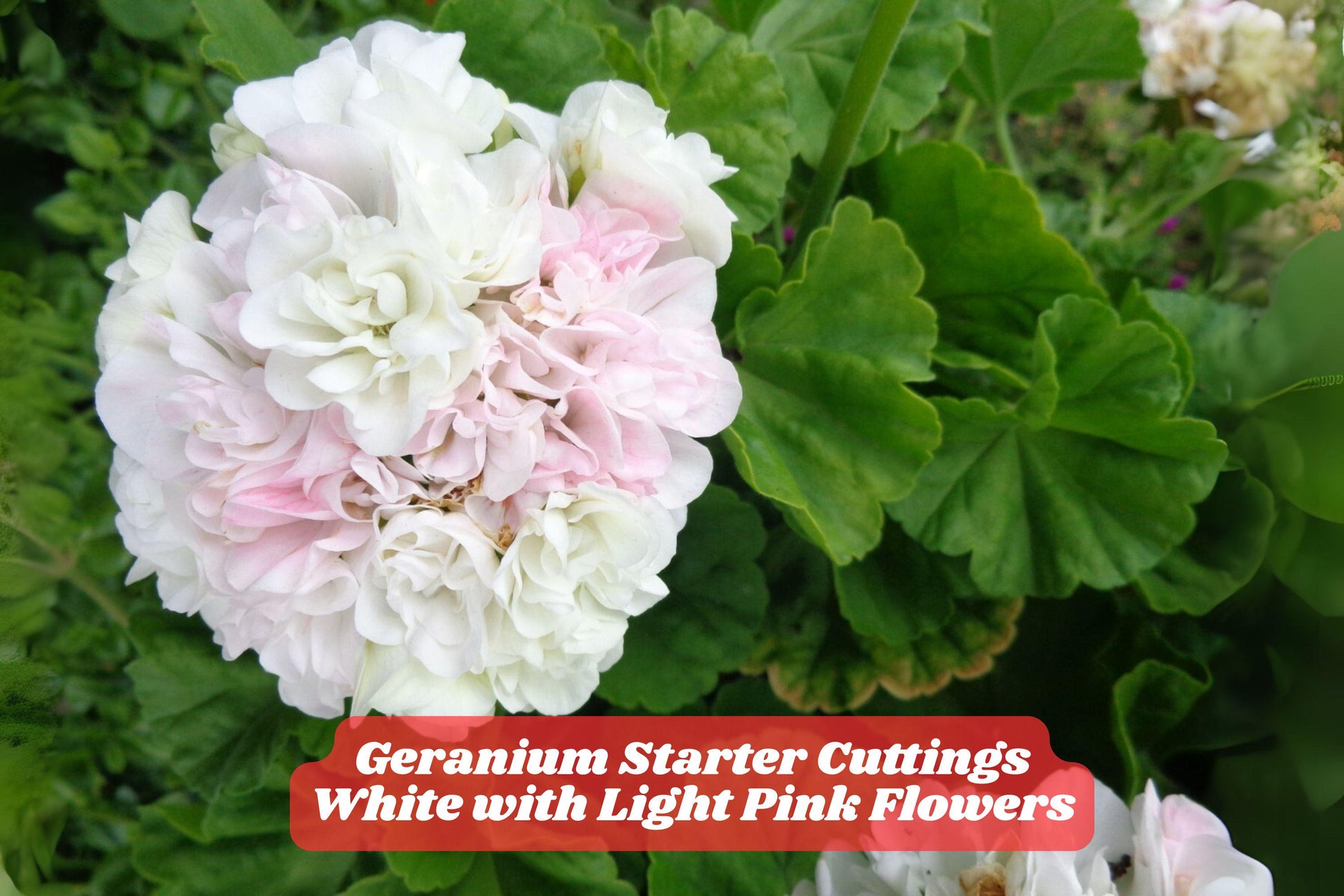 3 Unrooted Geranium Cuttings - Fragrant White & Light Pink Pelargonium - Easy Grow, Ideal for Containers & Borders