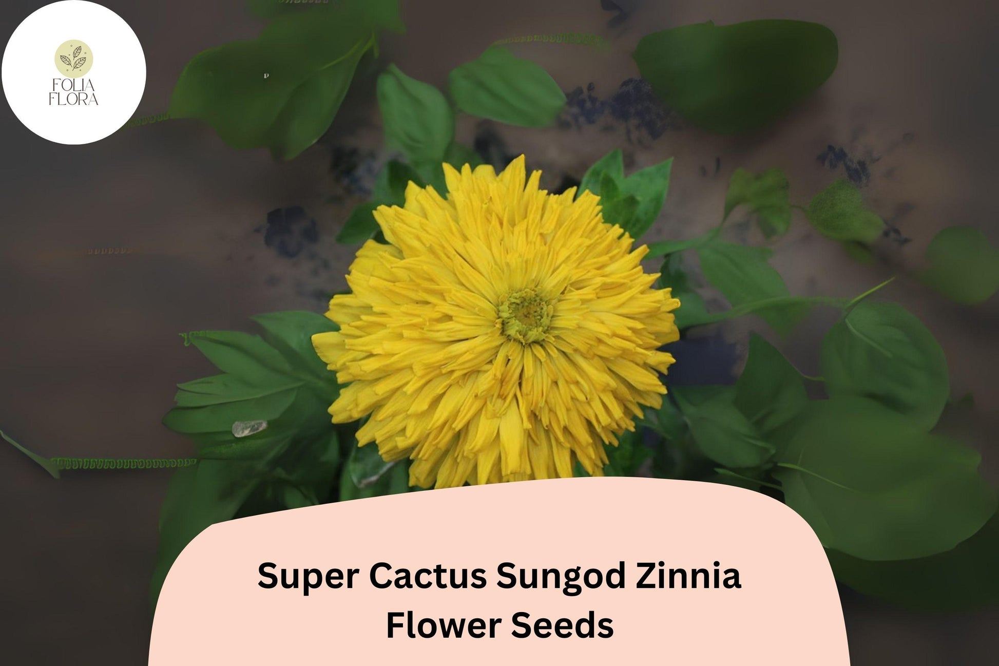Super Cactus Zinnia Seeds - 100+ Heirloom Yellow Blooms, Non-GMO Zinnia elegans, Attracts Pollinators, Easy to Grow