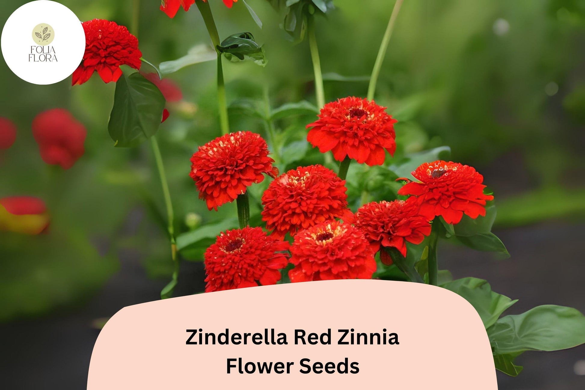 Zinderella Red Zinnia Seeds - 100+ Heirloom Non-GMO Double Pompon Blooms (Zinnia elegans) - Vibrant Red Annual Flowers