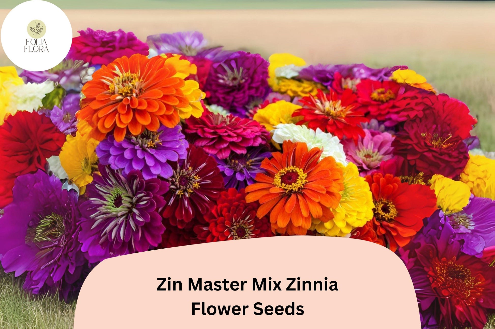 Zinnia Seeds - 100+ Heirloom Non-GMO Zin Master Mix - Colorful Annual Flowers - Zinnia elegans - Attracts Butterflies
