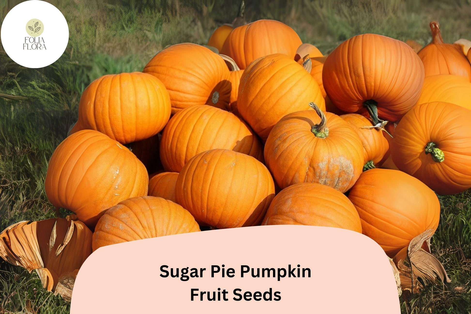 Sugar Pie Pumpkin Seeds - 25+ Heirloom Variety, Sweet Baking - Cucurbita pepo, Classic Autumn Pie Pumpkin, Deep Orange