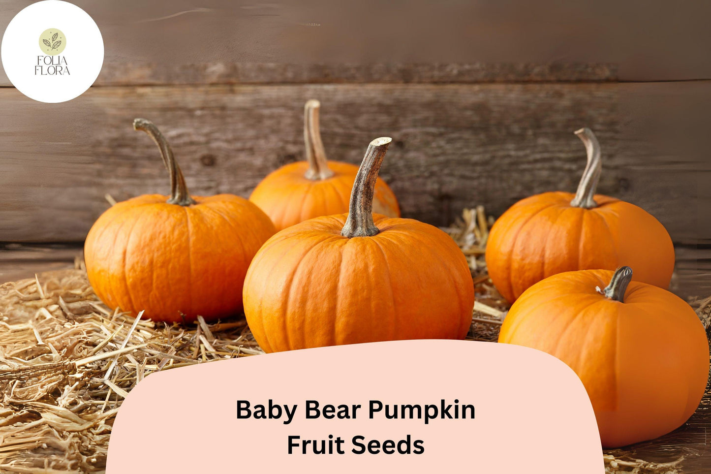Baby Bear Pumpkin Seeds | 25+ Miniature 1-2 lb Pumpkins | Cucurbita pepo | Compact Vines for Small Gardens & Containers
