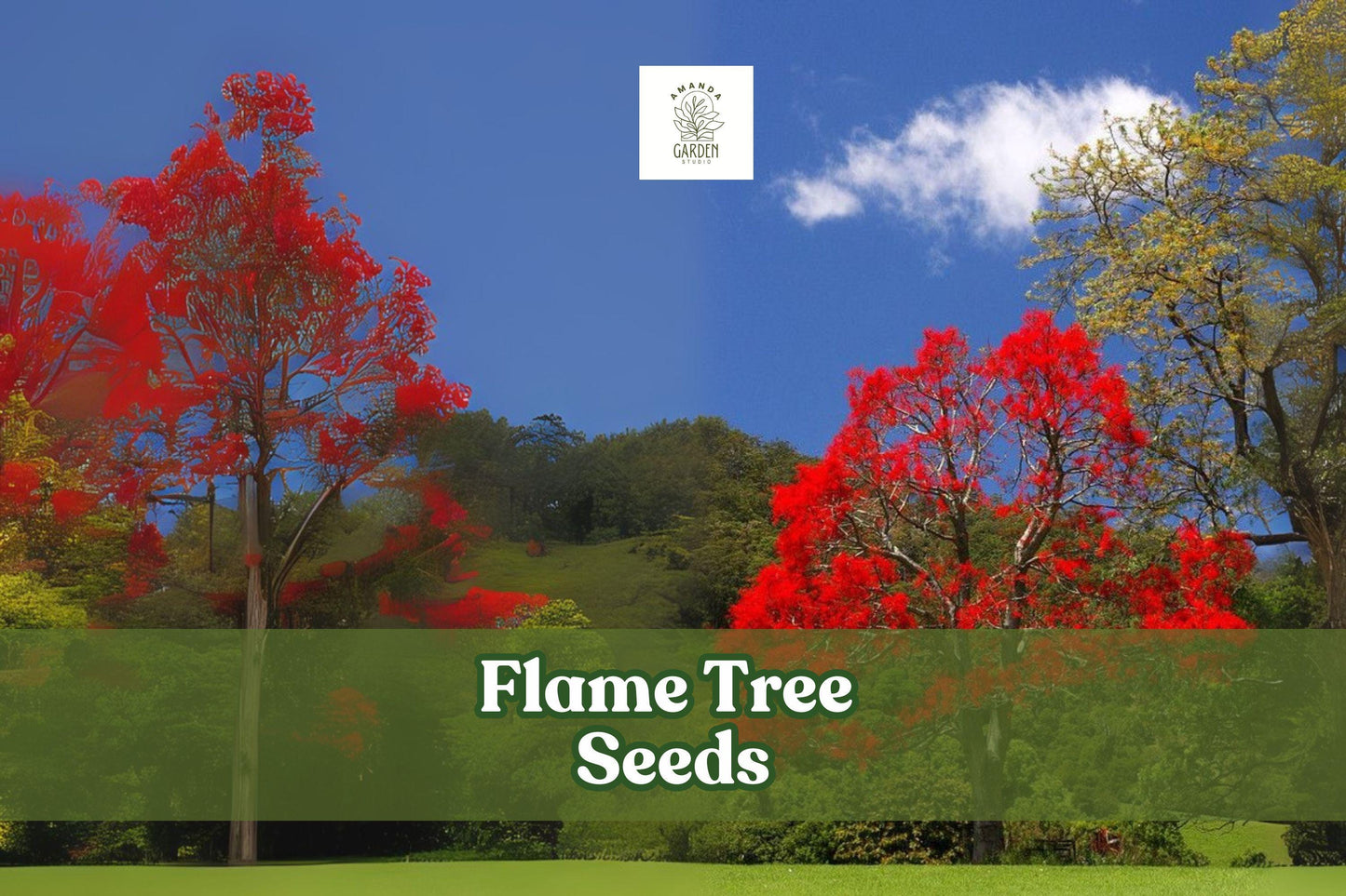 Flame Tree Seeds - 20 Count - Tropical Red Blooms - Delonix Regia - Ideal for Bonsai & Container Gardening