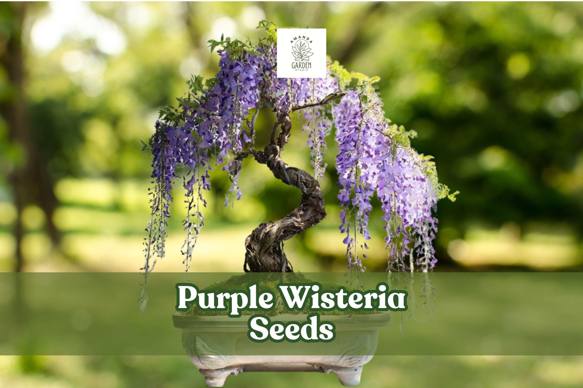 Purple Wisteria Seeds - 10 Count Flowering Vine or Bonsai - Wisteria sinensis / floribunda - Fragrant Purple Blooms