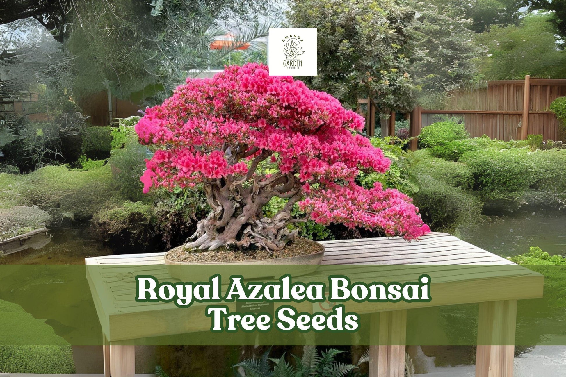 30 Royal Azalea Seeds - Rhododendron schlippenbachii - Pink-White Flowering Shrub for Bonsai, Garden Borders, or Landscapes