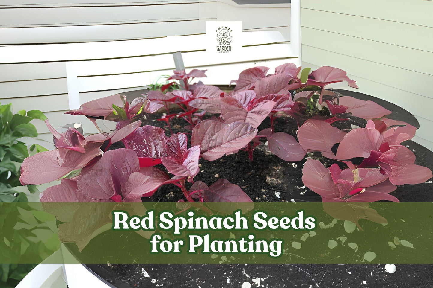 500 Red Spinach Seeds - Chinese Amaranth - Nutritious Leafy Green - Amaranthus spp. - Easy to Grow for Garden or Pots