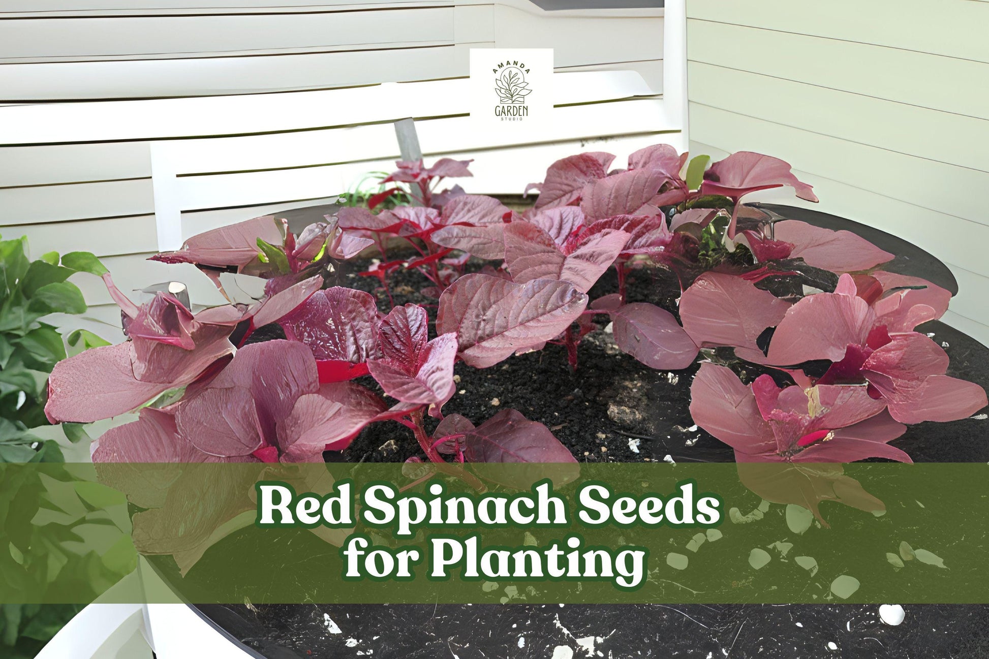 500 Red Spinach Seeds - Chinese Amaranth - Nutritious Leafy Green - Amaranthus spp. - Easy to Grow for Garden or Pots