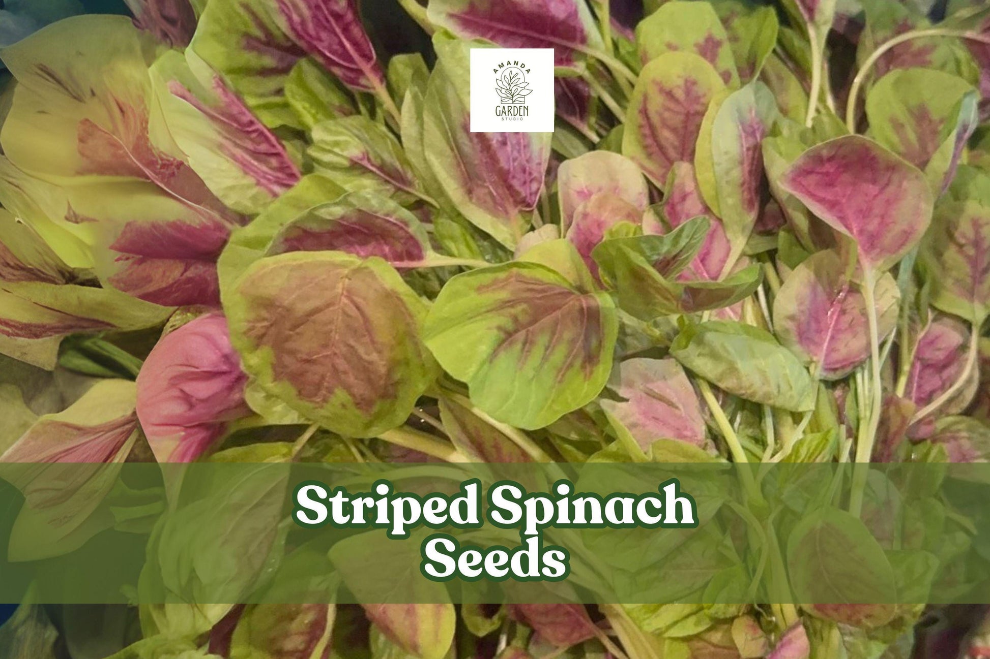 500 Striped Spinach Seeds – Yin Cho Callaloo – Nutritious Leafy Green for Planting (Amaranthus spp.) - Non-GMO, Fast-Growing