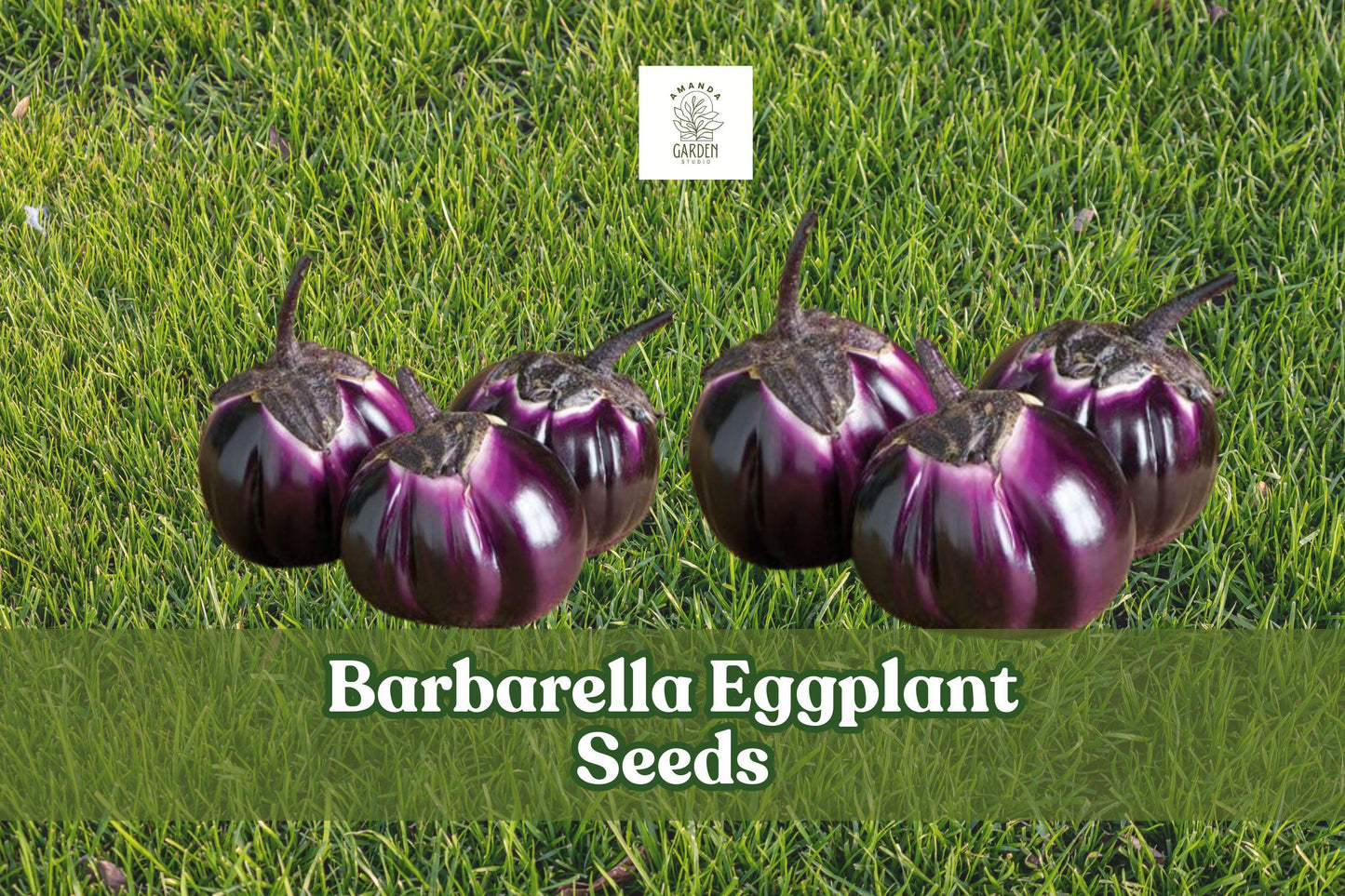 50 Barbarella Eggplant Seeds - Non-GMO Round Purple Variety (Solanum melongena) for Easy Planting and High Yield