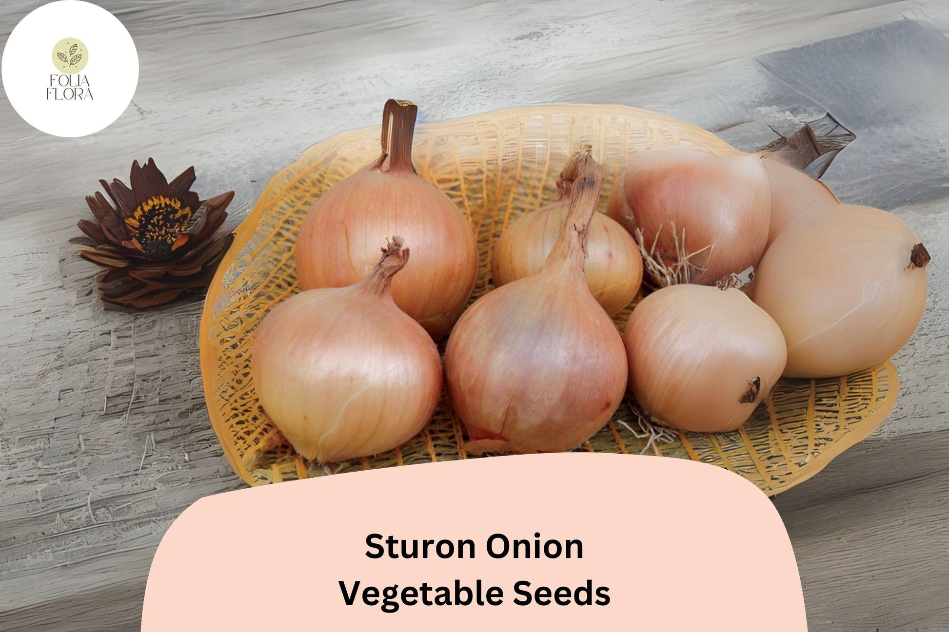 500+ Sturon Onion Seeds | Heirloom Yellow Onion | Allium cepa | Medium to Large Bulbs for Home Garden and Cooking