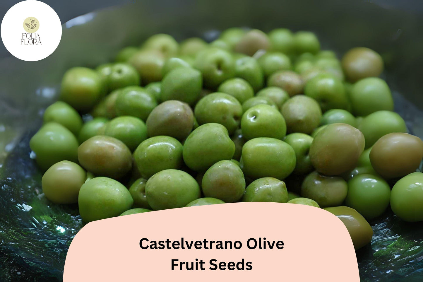 Castelvetrano Olive Seeds | 10+ Olive Seeds | Italian Green Olive | Olea europaea | Mild Flavor, Mediterranean Charm