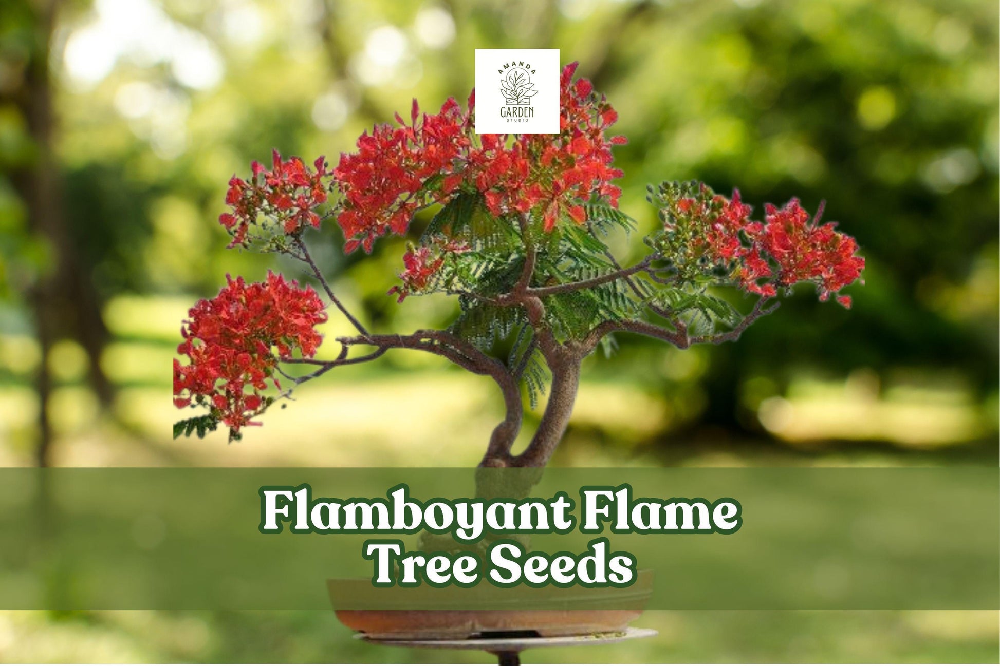 20 Flame Tree Seeds - Delonix regia - Exotic Red Flowering Bonsai - Tropical Ornamental for Containers or Landscapes