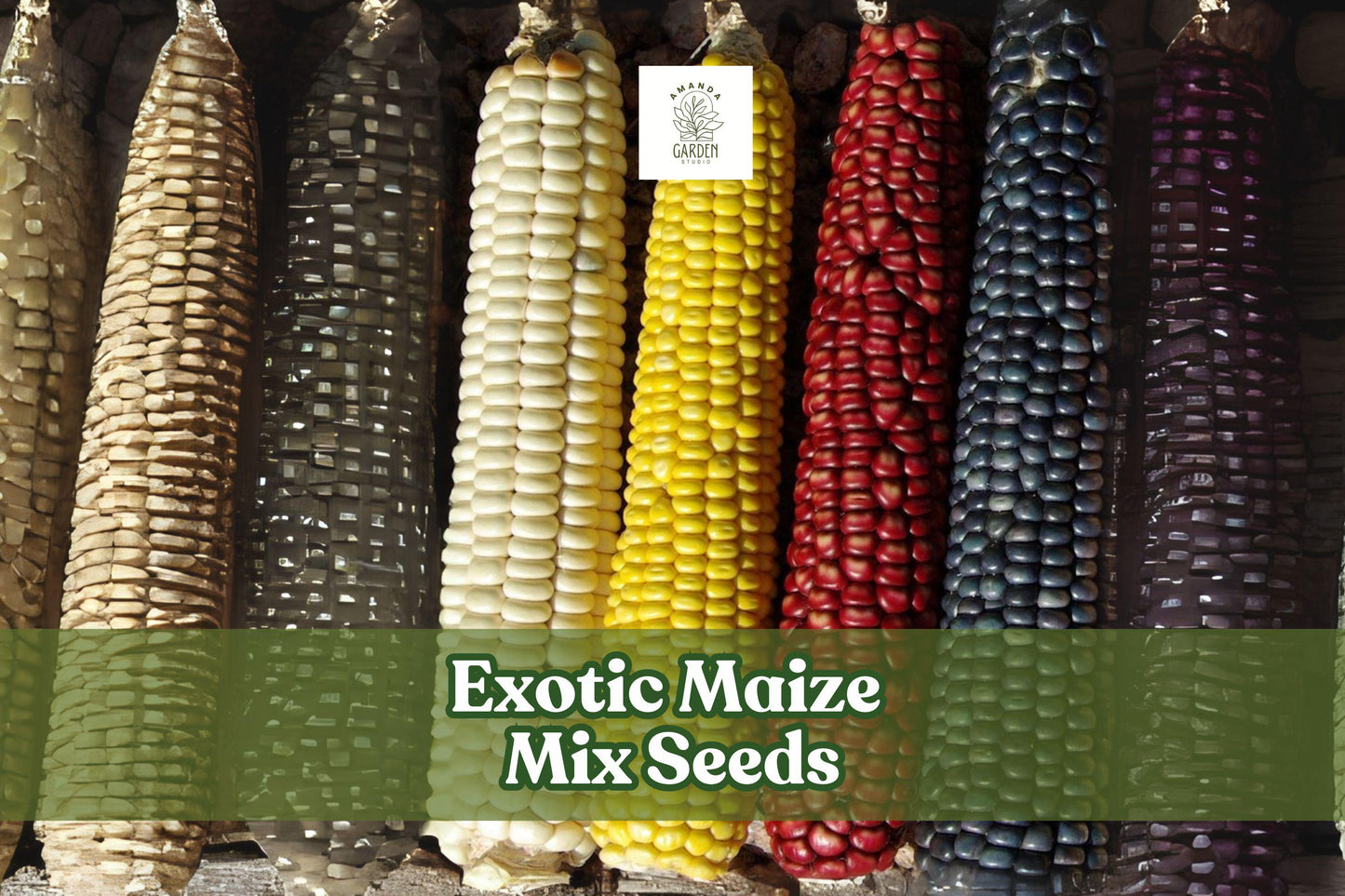 Exotic Maize Mix Seeds - 30 Multicolor Corn Varieties - Blue, Red, White & Yellow Kernels - Zea mays