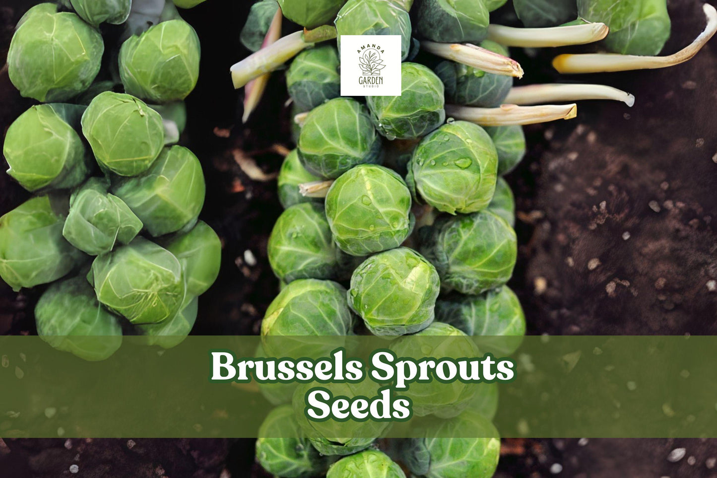 Brussels Sprouts Seeds - 250+ Heirloom Seeds - Brassica oleracea var. gemmifera - Cool Season Vegetable for Home Garden