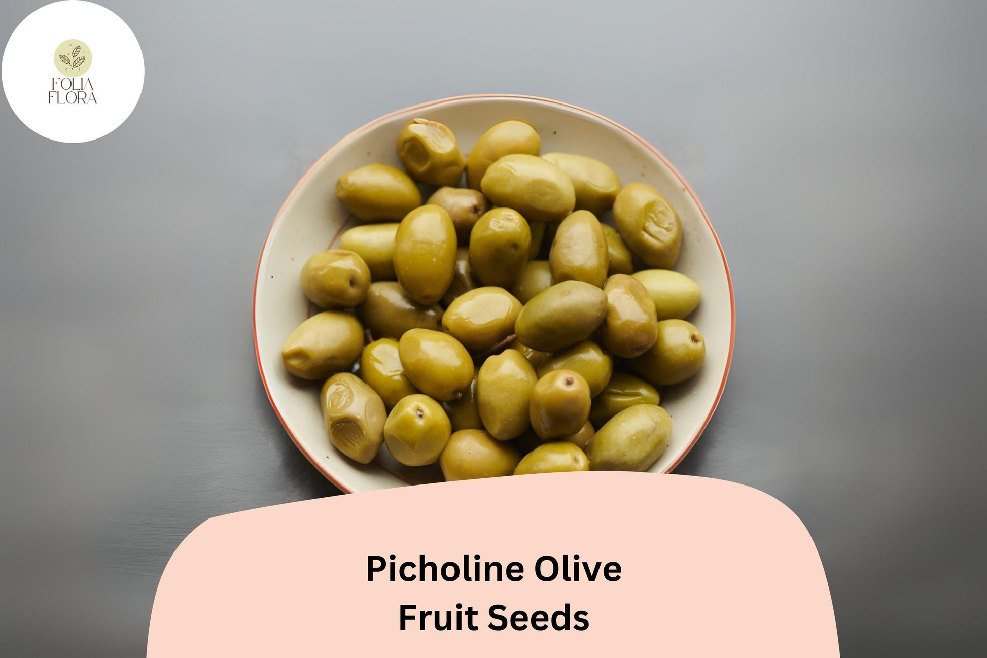 Picholine Olive Seeds – 10+ Heirloom Seeds for Mediterranean Garden, Olea europaea, Drought-Tolerant Bonsai Plant