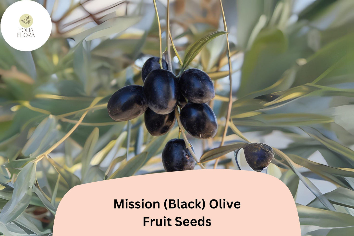 Mission Olive Tree Seeds - Heirloom Variety for Bonsai & Mediterranean Gardens - Olea europaea - 10+ Black Olive Seeds