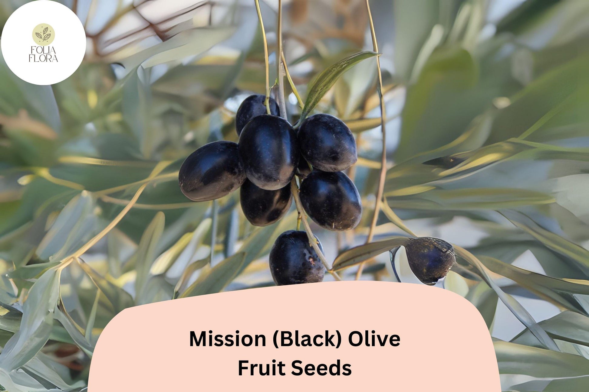 Mission Olive Tree Seeds - Heirloom Variety for Bonsai & Mediterranean Gardens - Olea europaea - 10+ Black Olive Seeds