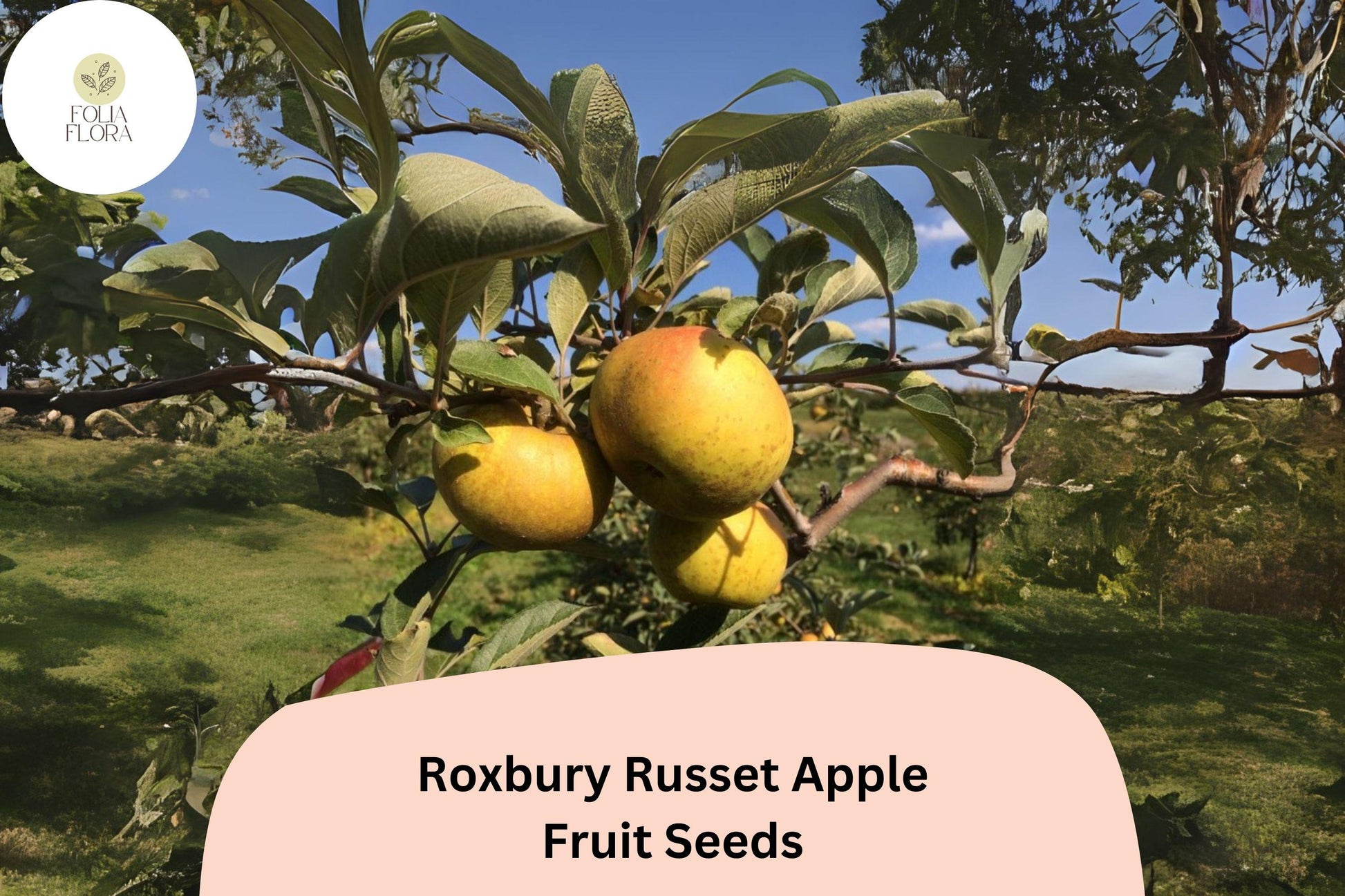 Roxbury Russet Apple Seeds 25+ | Heirloom Variety | Malus domestica | Sweet Flavor, Ideal for Garden & Orchard Planting