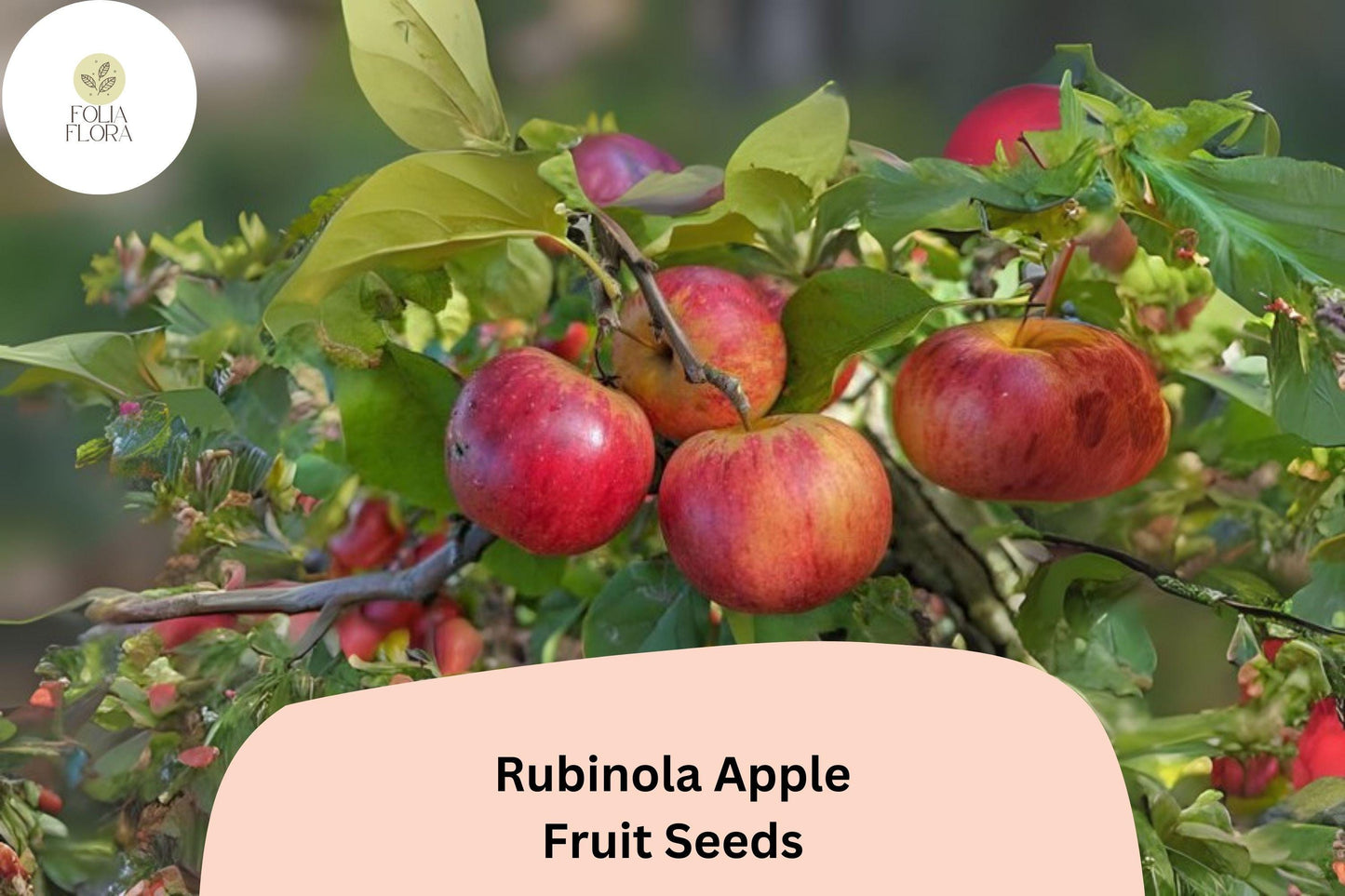 Rubinola Apple Seeds - 25+ Rare Heirloom Seeds for Growing Malus domestica - Unique Golden-Yellow Apples, Sweet-Tart Flavor