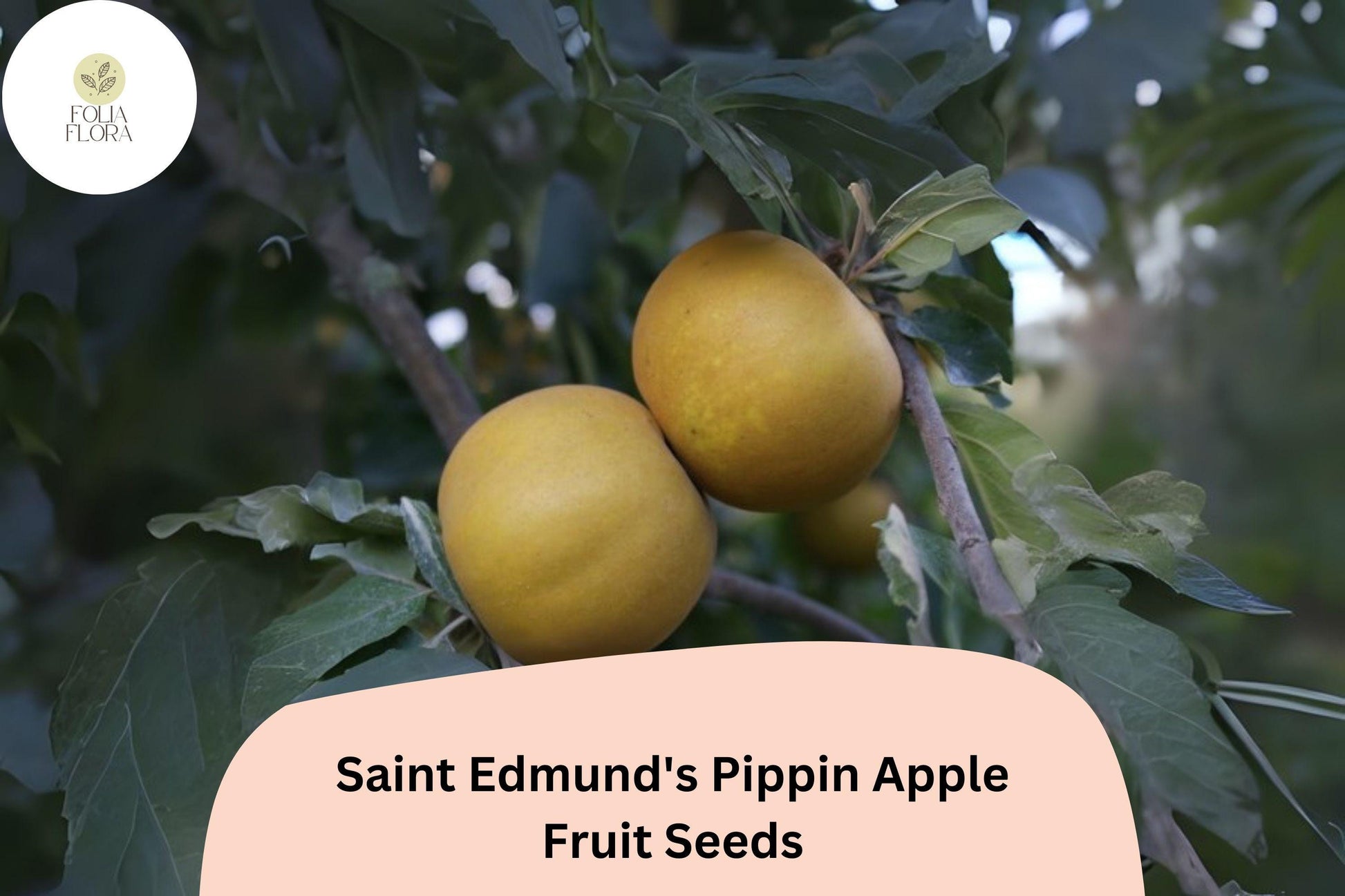 Saint Edmund’s Pippin Apple Seeds | 25+ Heirloom Russet Seeds | Malus domestica | Rare English Apple for Home Orchards