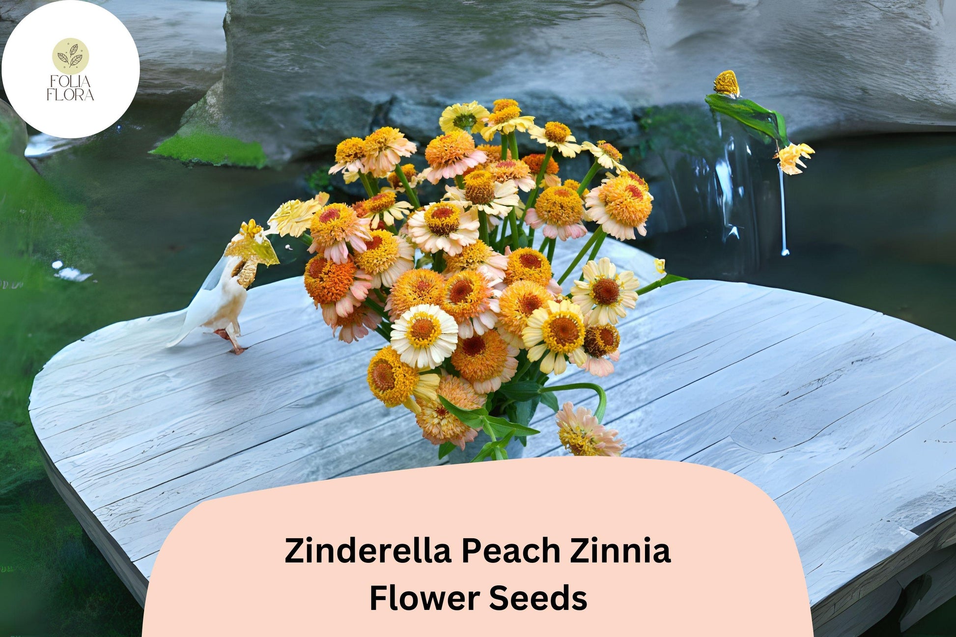 Zinderella Peach Zinnia Seeds - 100+ Heirloom Double Bloom Flowers (Zinnia elegans) - Peach Color, Easy to Grow Annuals