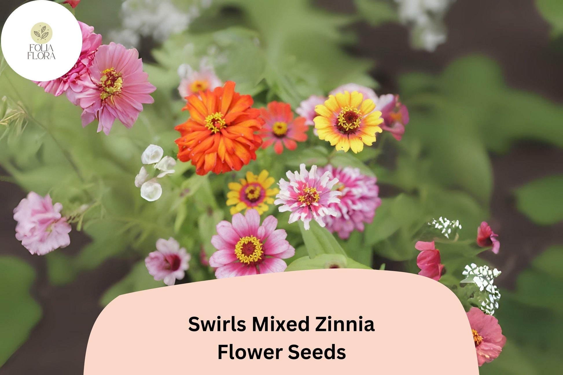 Swirls Mix Zinnia Seeds - 100+ Heirloom Non-GMO Colorful Blooms - Zinnia elegans - Easy to Grow, Attracts Pollinators