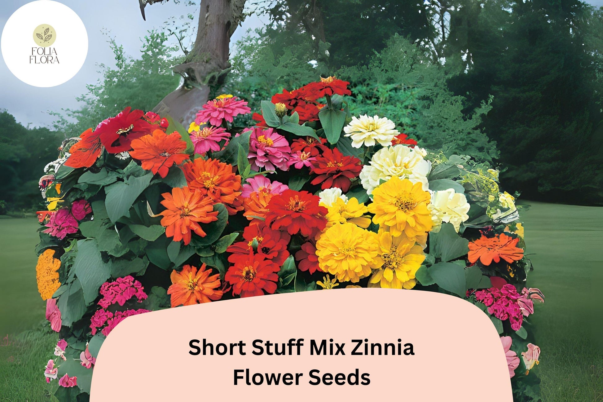 Dwarf Zinnia Seeds - 100+ Heirloom Short Stuff Mix, Colorful Blooms, Non-GMO, Zinnia elegans