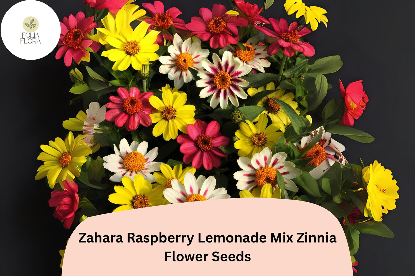 Zinnia Seeds - 100+ Zahara Raspberry Lemonade Mix - Non-GMO Annual Flowers (Zinnia marylandica) - Compact Bushy Plants, Attracts Pollinators