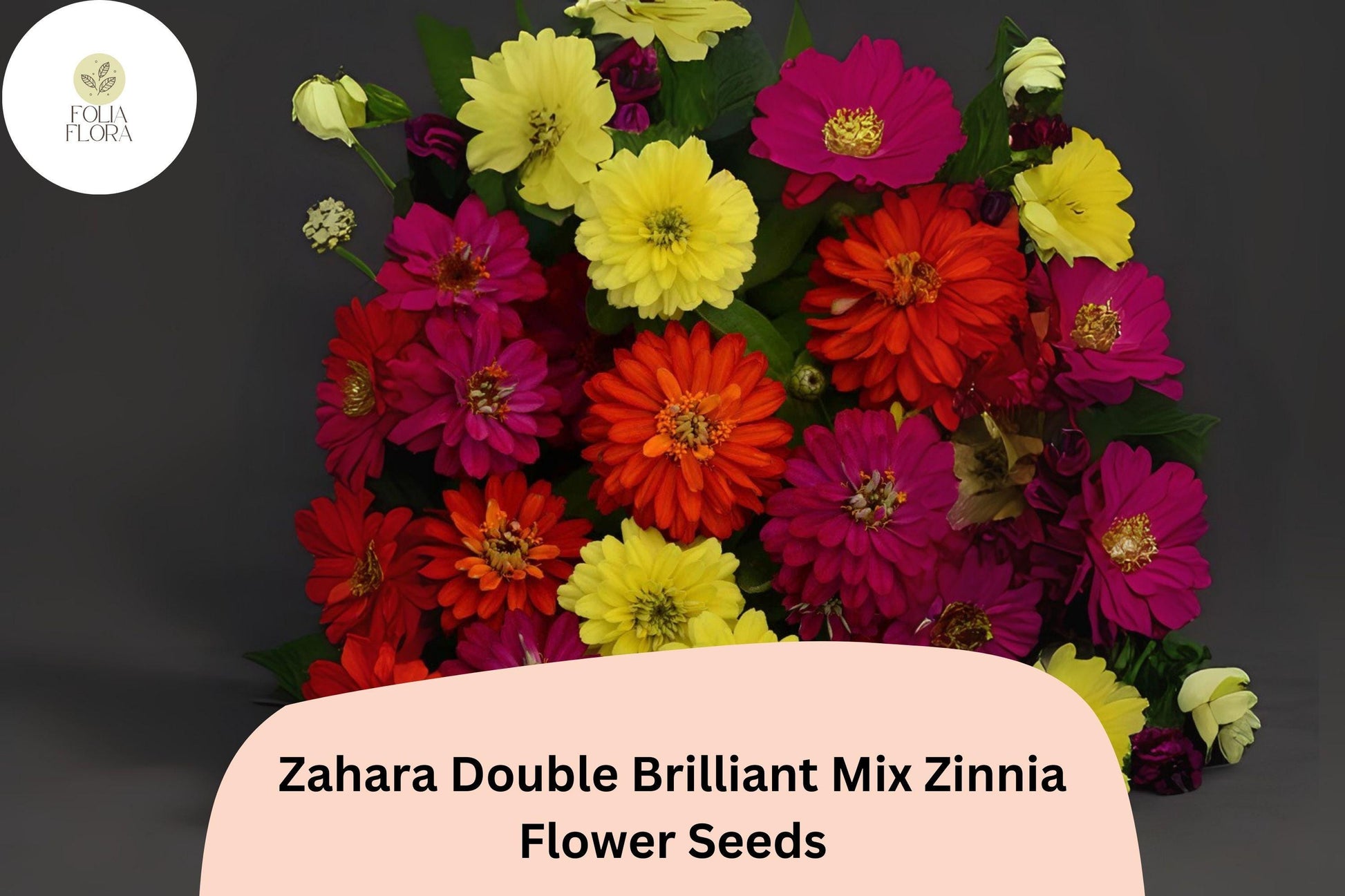 Zahara Double Zinnia Seeds - Brilliant Mix, Non-GMO, Zinnia marylandica, Red Orange Yellow Blooms, 100+ Seeds