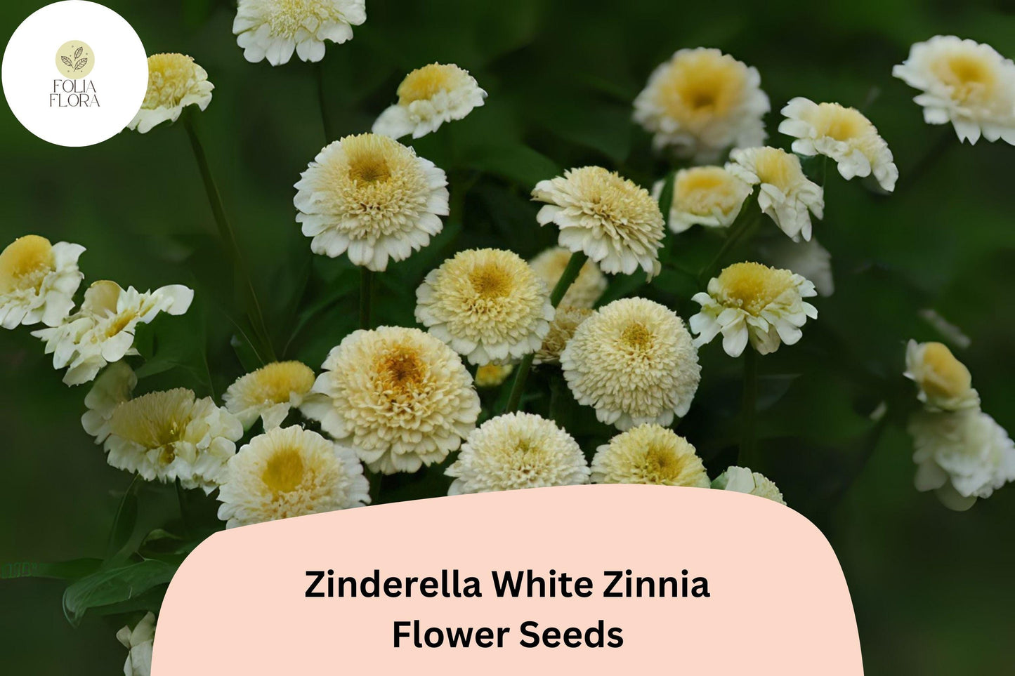 Zinderella White Zinnia Seeds - 100+ Double Bloom, Non-GMO, Zinnia elegans - Elegant White & Cream Flowers, Attracts Pollinators