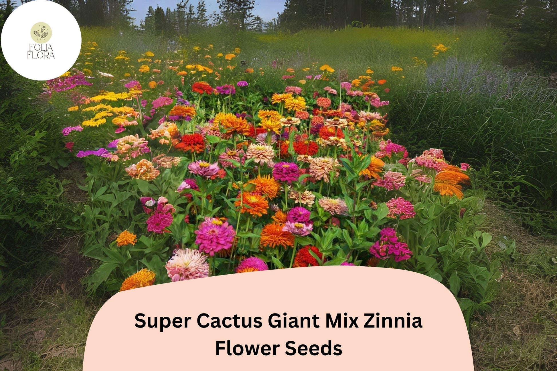 Super Cactus Zinnia Seeds - 100+ Non-GMO Mixed Giant Blooms (Zinnia elegans) - Frilled Colorful Flowers for Garden & Cuttings