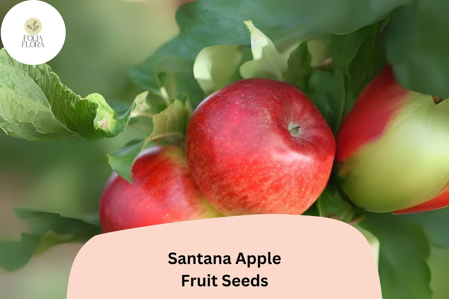 25+ Santana Apple Seeds | Crisp, Low-Allergen Variety | Malus domestica | Ideal for Home Gardens & Orchards