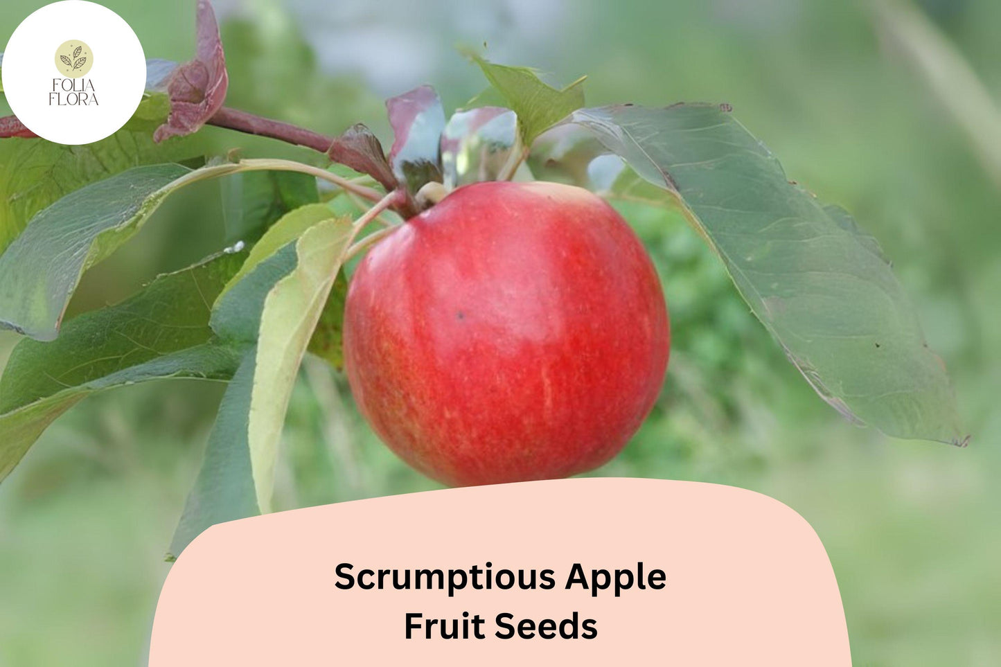 Scrumptious Apple Seeds | 25+ Rare Heirloom Seeds | Malus domestica | Sweet, Aromatic Apples for Home Garden