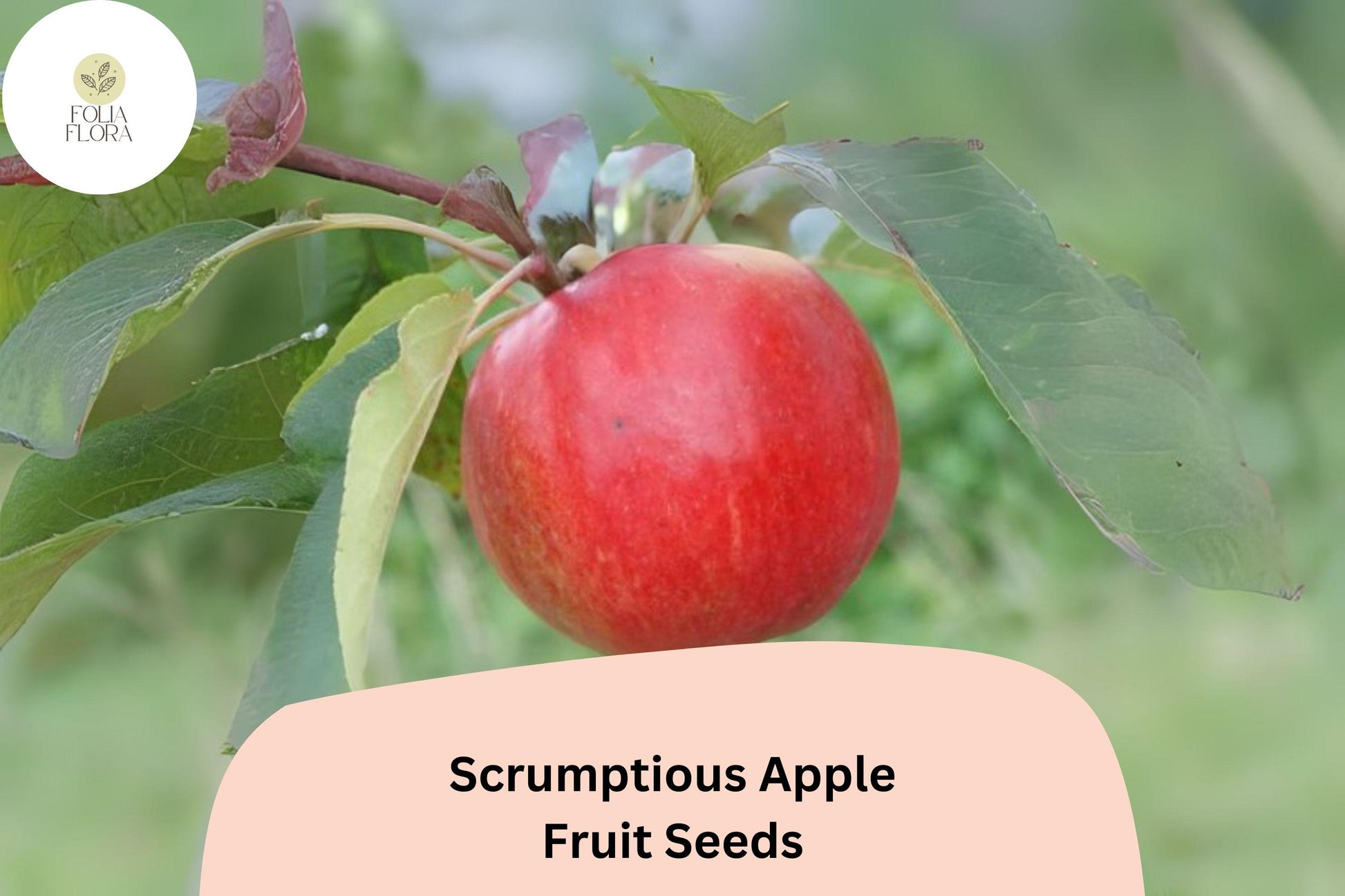 Scrumptious Apple Seeds | 25+ Rare Heirloom Seeds | Malus domestica | Sweet, Aromatic Apples for Home Garden