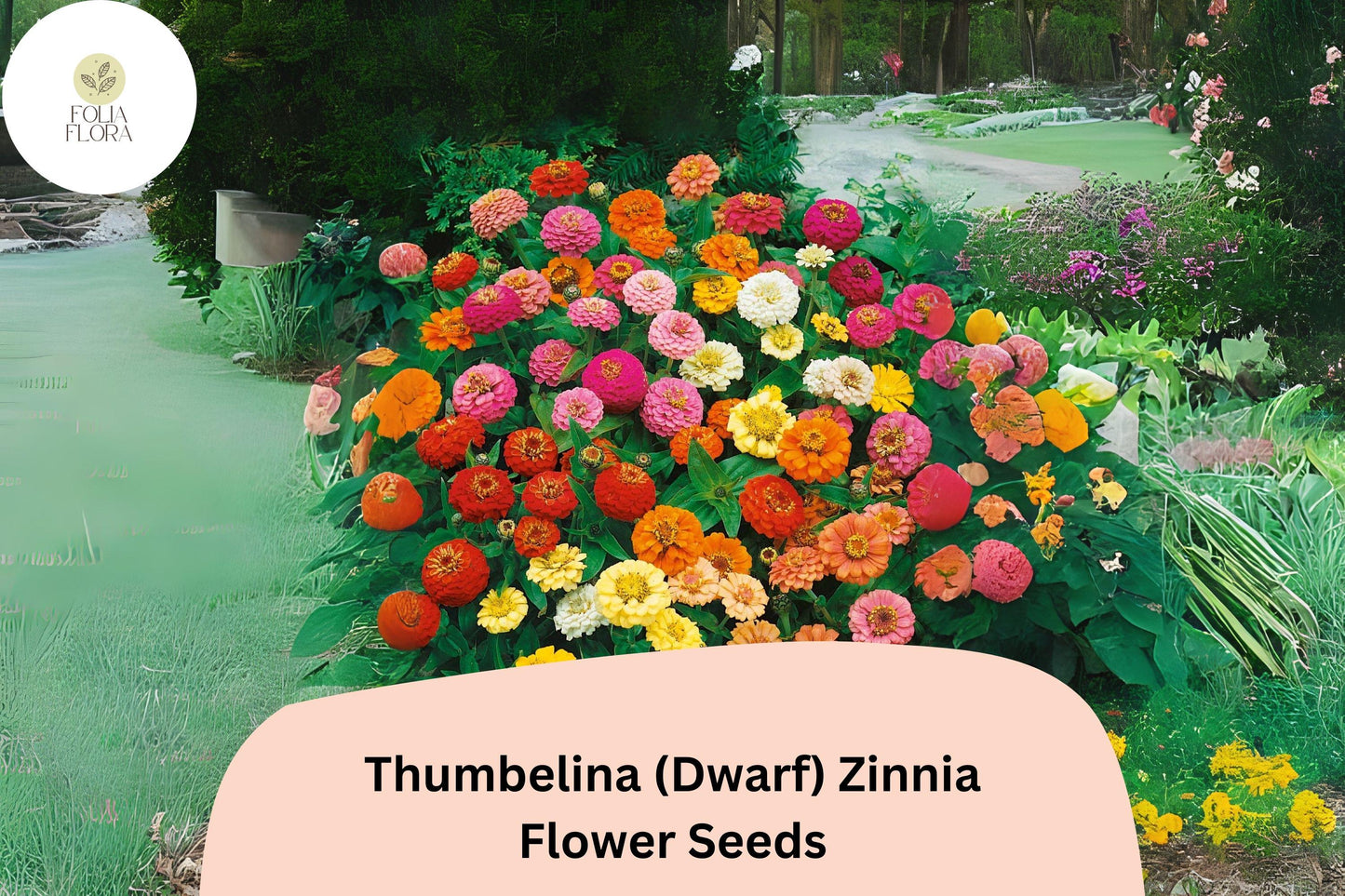Thumbelina Dwarf Zinnia Seeds - 100+ Non-GMO Mixed Color Blooms (Zinnia elegans) for Garden, Pots & Borders