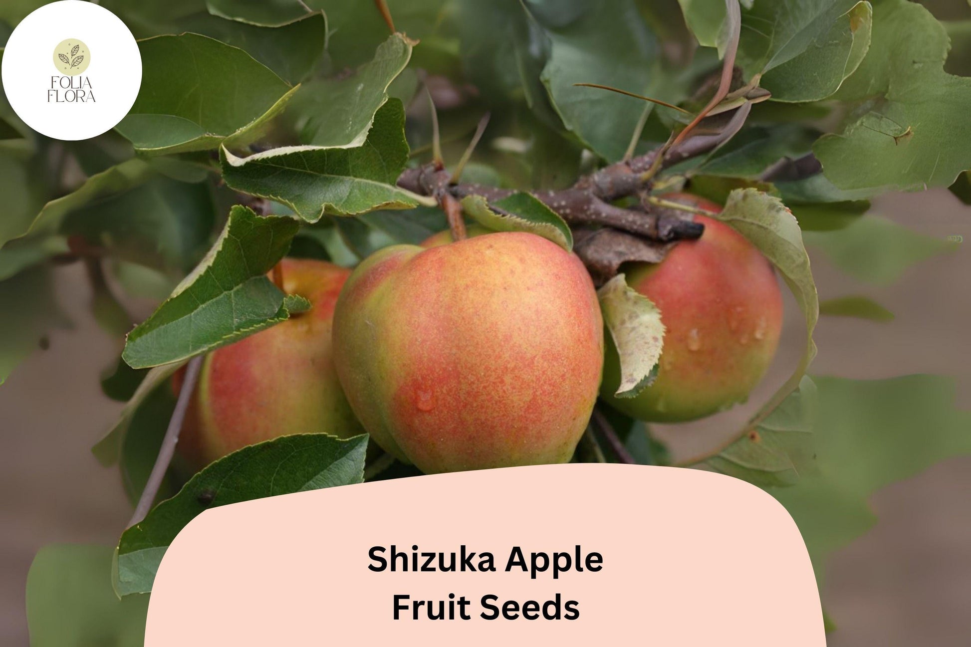 Shizuka Apple Seeds (25+) | Sweet Heirloom Variety | Malus domestica | Ideal for Home Gardens and Orchards