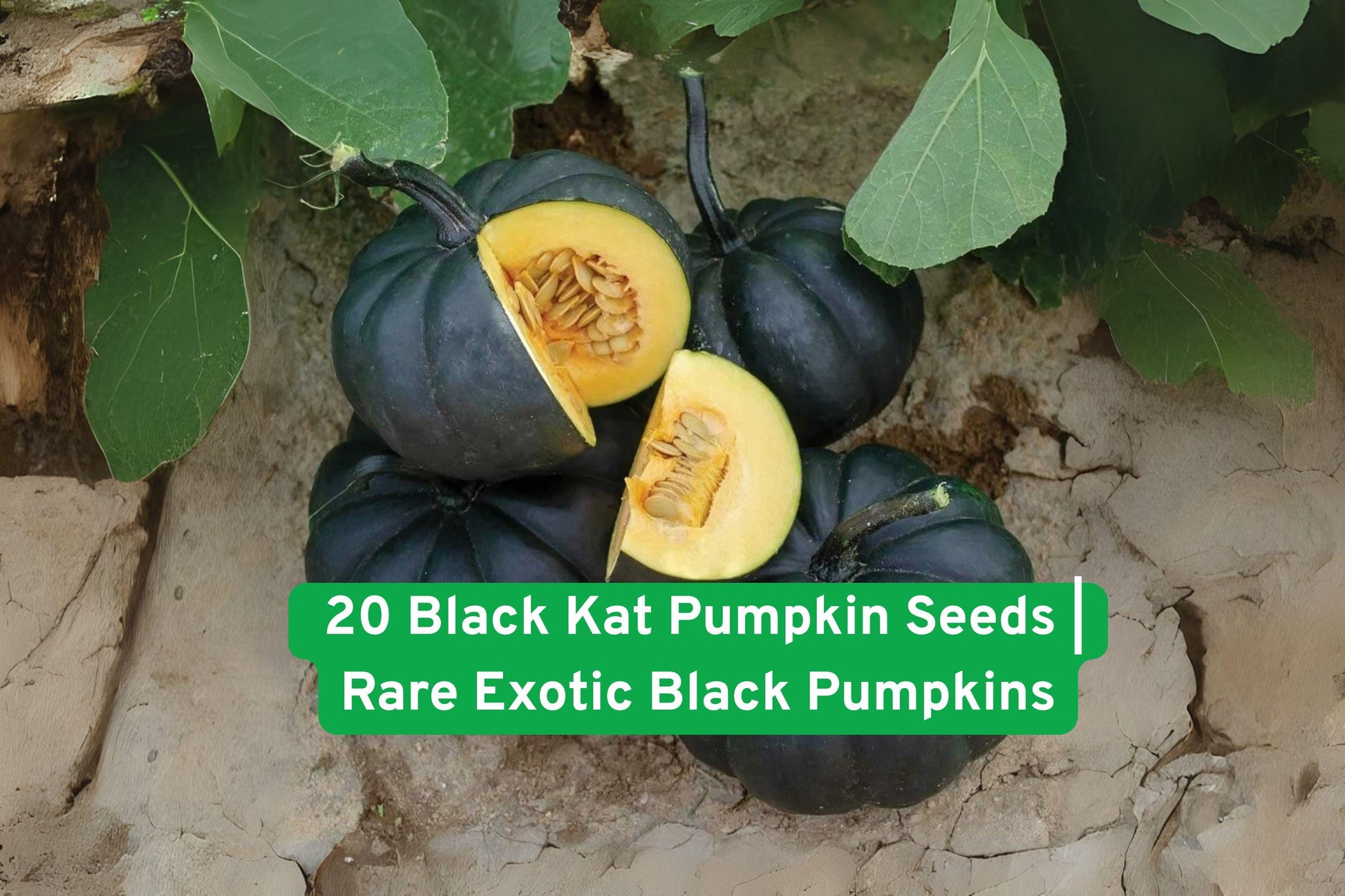 Black Kat Pumpkin Seeds - 20 Non-GMO Rare Black Pumpkin Seeds for Planting - Unique Fall Decor - Cucurbita pepo