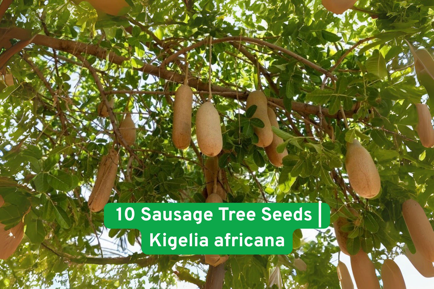 Sausage Tree Seeds - 10 Fresh Kigelia africana - Exotic African Ornamental Plant - Non-GMO, Easy to Grow for Gardens