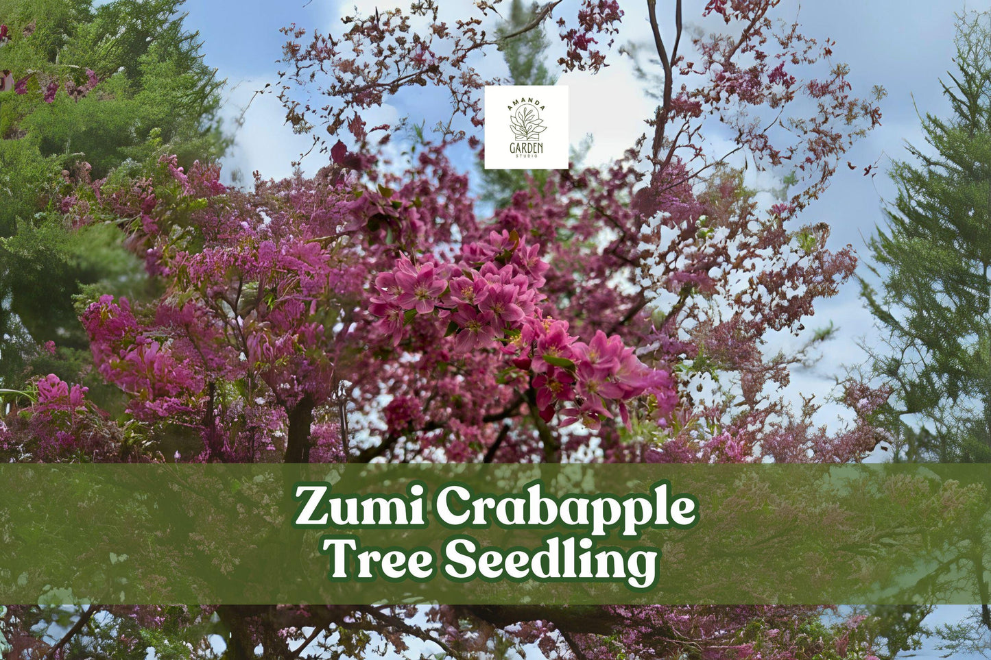 Zumi Crabapple Tree Seedling - Pink White Blossoms - Malus zumi - Hardy Ornamental Tree for Gardens and Landscapes