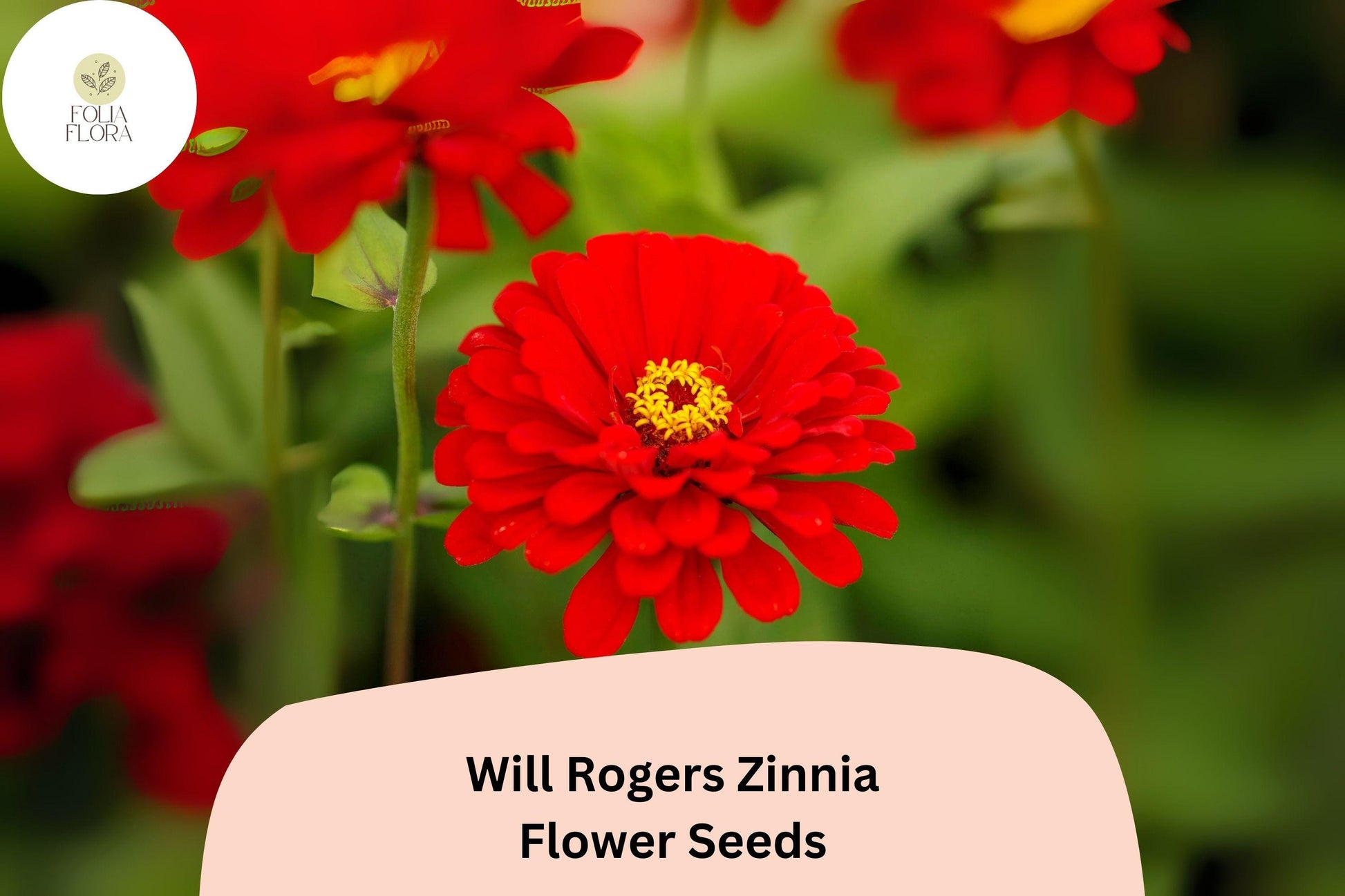 Will Rogers Zinnia Seeds - 100+ Scarlet Red Heirloom Flowers (Zinnia elegans) - Non-GMO, Easy to Grow for Summer Blooms