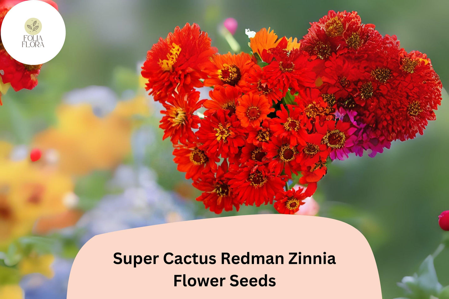 Zinnia Seeds - 100+ Super Cactus Redman - Bold Red Flowers - Zinnia elegans - Non-GMO Annual for Cut Flowers & Gardens